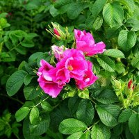 Цветение шиповника... :: Игорь Тельцов