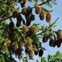 Урожайная ёлочка :: Freddy 97