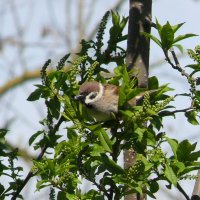 Полевой воробей весной :: Елена Елена