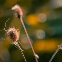 *** :: Виктор Иванович Чернюк