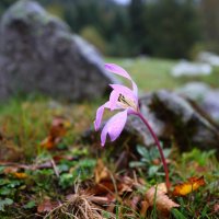 Сентябрь. Архыз. Цветение крокуса :: Evgeny Mameev