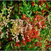 ЭТЮД... :: Elvira E. ЭТЮД... :: Elvira E.