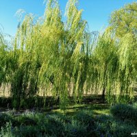 В ростовском экопарке Первая миля :: Нина Бутко В ростовском экопарке Первая миля :: Нина Бутко
