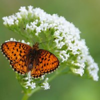 Перламутровка :: lyudmila Курлова