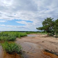 Берег Финского залива. :: Лия ☼ Берег Финского залива. :: Лия ☼