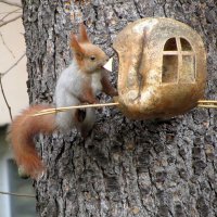 Я белка городская :: Валерий 