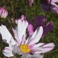 Прекрасные остатки лета. :: Pippa 