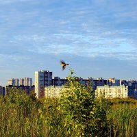 В полёте... :: Игорь Тельцов