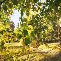 Золотая осень :: Сергей Царёв Золотая осень :: Сергей Царёв