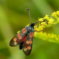 опять про бабочек 1 :: Александр Прокудин