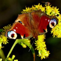 опять про бабочек 3 :: Александр Прокудин опять про бабочек 3 :: Александр Прокудин