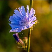 Про осенние цветы... :: Aquarius - Сергей