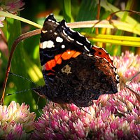 бабочка :: Олег Лукьянов