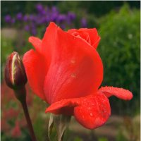 Летний этюд :: Валентин Котляров