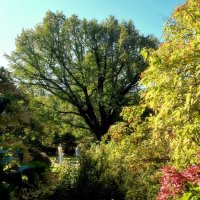 Старый дуб. :: Татьяна Помогалова