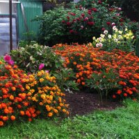 Красота в саду :: Людмила Смородинская Красота в саду :: Людмила Смородинская