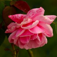 Доброе утро :: Юрий. Шмаков