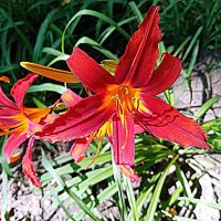 Цветы. :: Владимир Драгунский