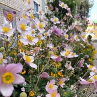 Цветы запоздалые. :: Ольга 