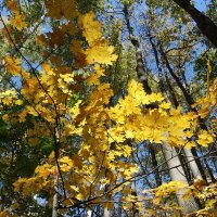 Водит осень золотая хороводы... :: Андрей Заломленков