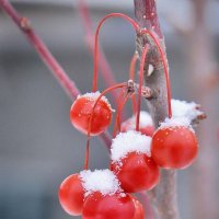 Под первым снегом... :: Ирина С