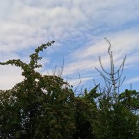 ........ :: Елена Шаламова ........ :: Елена Шаламова