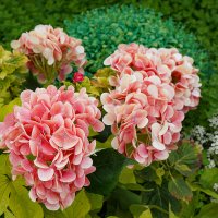 Гортензия :: Ольга Гортензия :: Ольга