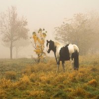 Задумчивое утро :: Галина Шеина-Мюльдорфер