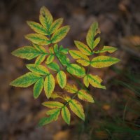 * :: Александр Иванов * :: Александр Иванов