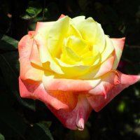 Розы... розы... :: viach 