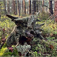 Чудище лесное. :: Валерия Комова