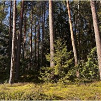 Осенний лес. :: Валерия Комова