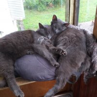 бандерос... :: Галина Флора