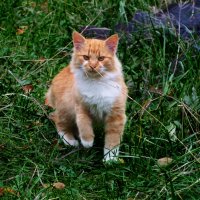 Взгляд кота :: Александр Лычагин