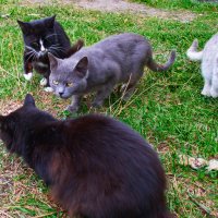 Разборки в кошачьей стае :: Александр Лычагин