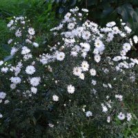 Астра :: Рита Симонова