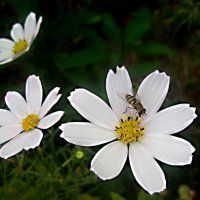 ***** :: Елена Семигина ***** :: Елена Семигина