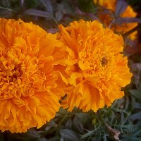 Двое :: Елена Семигина