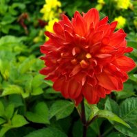 Краса! :: Лия ☼ Краса! :: Лия ☼