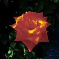 Флоибунда и солнечные лучи :: Валентин Семчишин Флоибунда и солнечные лучи :: Валентин Семчишин