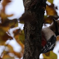 Любуетесь мною? :: Иван Ермен