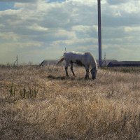 На выпасе :: Виктор Замулин На выпасе :: Виктор Замулин