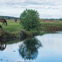 Осенний выгул на берегу речки. :: Виктор Евстратов Осенний выгул на берегу речки. :: Виктор Евстратов