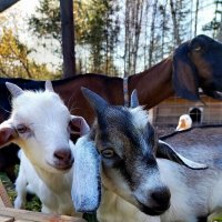 Ребятушки-козлятушки) :: Алексей Ильичёв