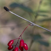 Ягодка :: Андрей Пристяжнюк
