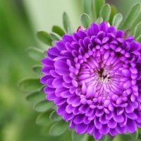 Осени прелестная царица.... :: Анна Чехович