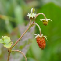 Садовая земляника :: Анна Чехович Садовая земляника :: Анна Чехович