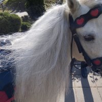 Пленила грива :: На-та-ша 