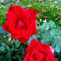 Осенние розы . :: Мила Бовкун