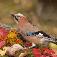 ... :: Вячеслав Минаев